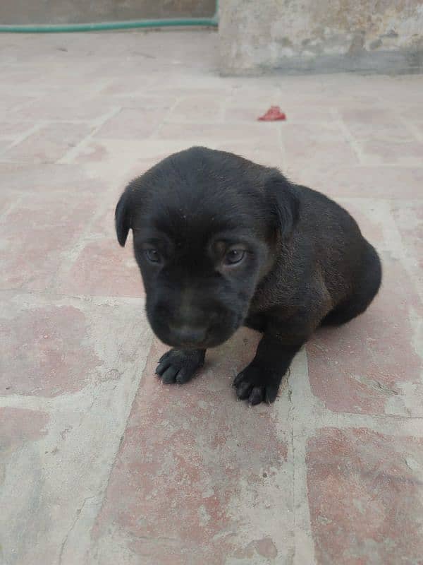 One month old Black Labrador puppy 2