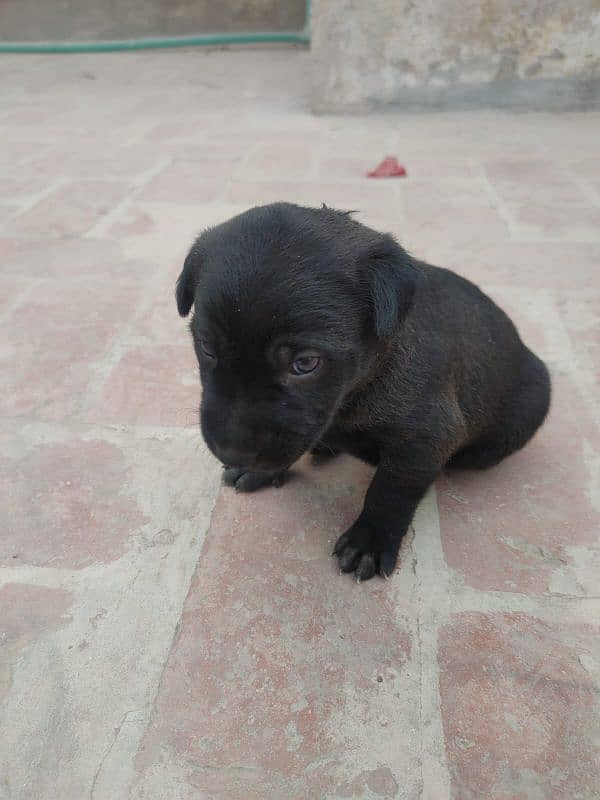 One month old Black Labrador puppy 3