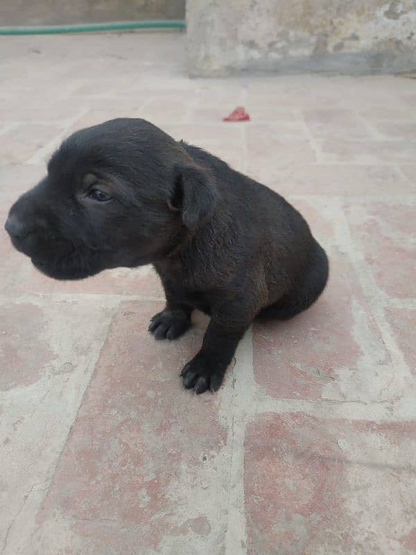 One month old Black Labrador puppy 4