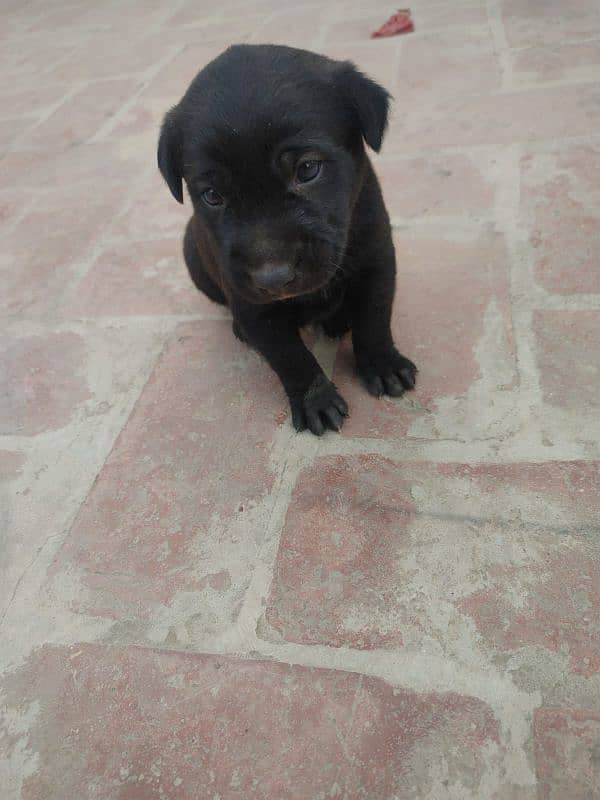 One month old Black Labrador puppy 5