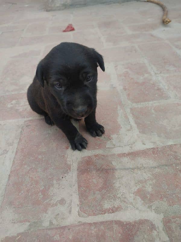 One month old Black Labrador puppy 6