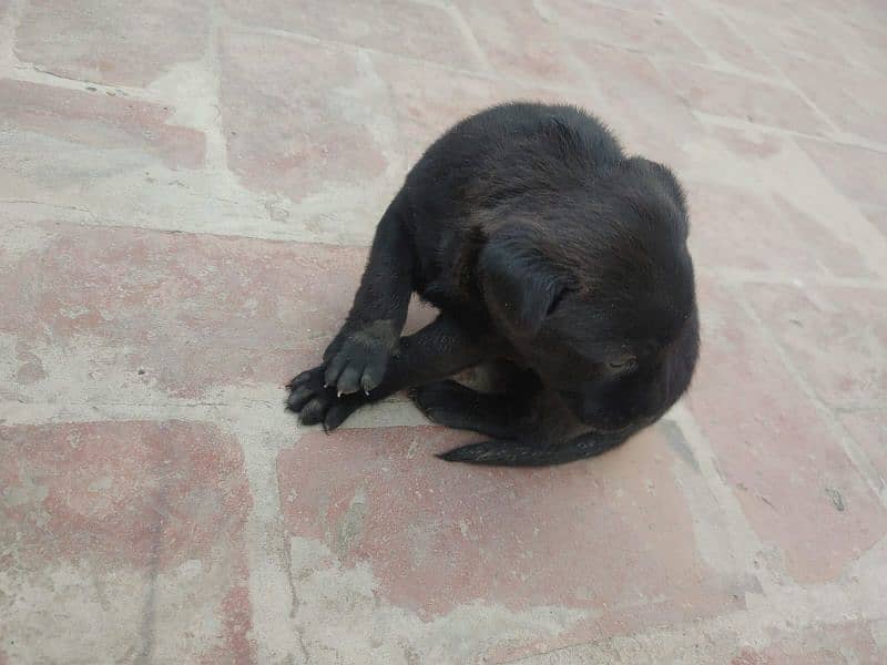 One month old Black Labrador puppy 7