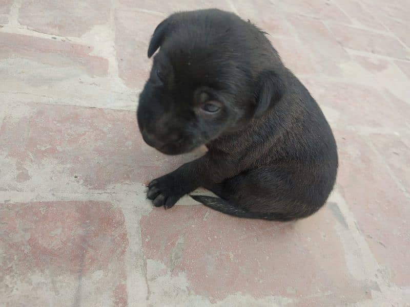 One month old Black Labrador puppy 8