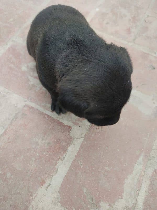 One month old Black Labrador puppy 9