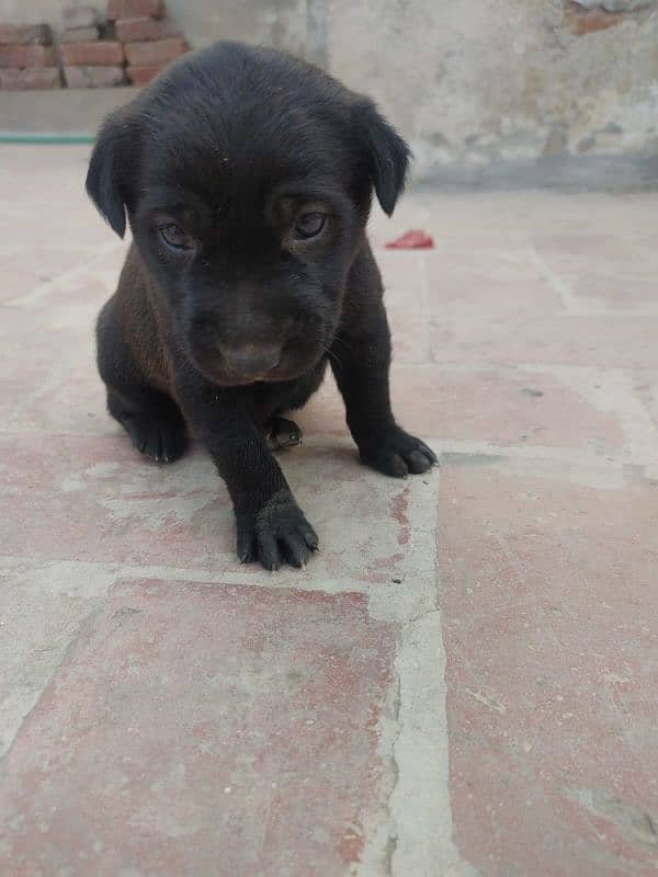 One month old Black Labrador puppy 10