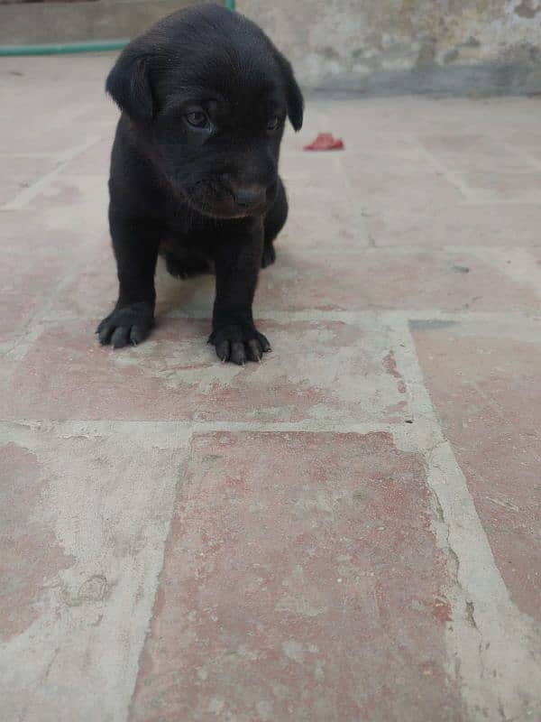 One month old Black Labrador puppy 11