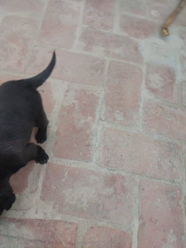 One month old Black Labrador puppy 12