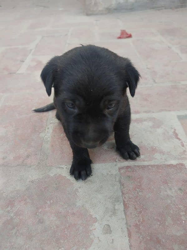 One month old Black Labrador puppy 13