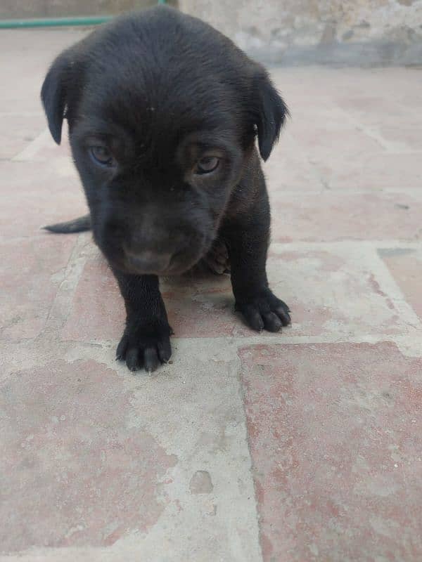 One month old Black Labrador puppy 14