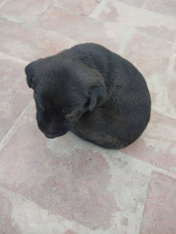 One month old Black Labrador puppy 15