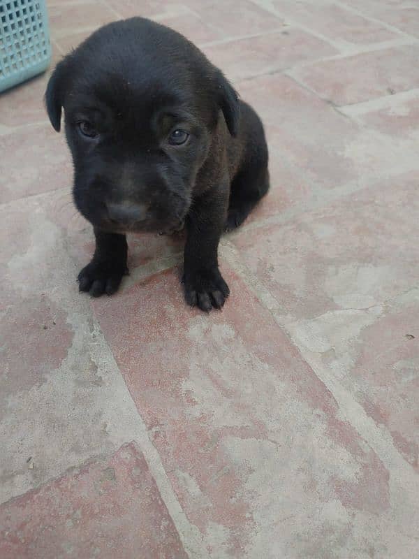 One month old Black Labrador puppy 16