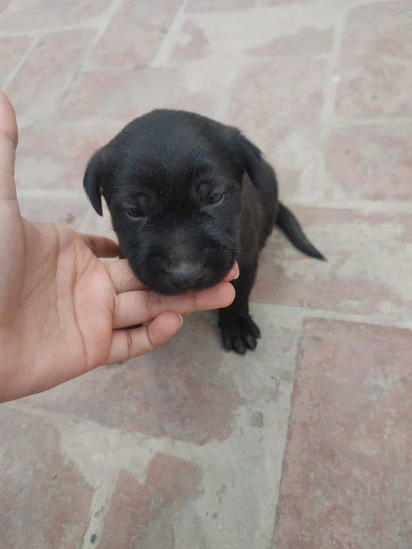 One month old Black Labrador puppy 17