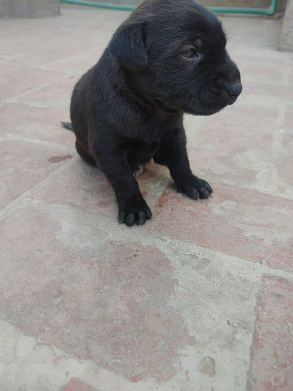 One month old Black Labrador puppy 18