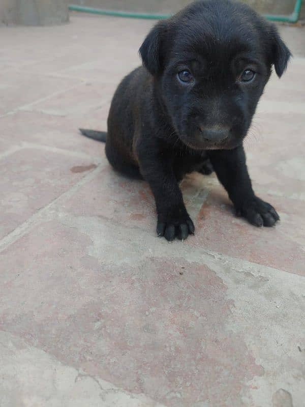 One month old Black Labrador puppy 19