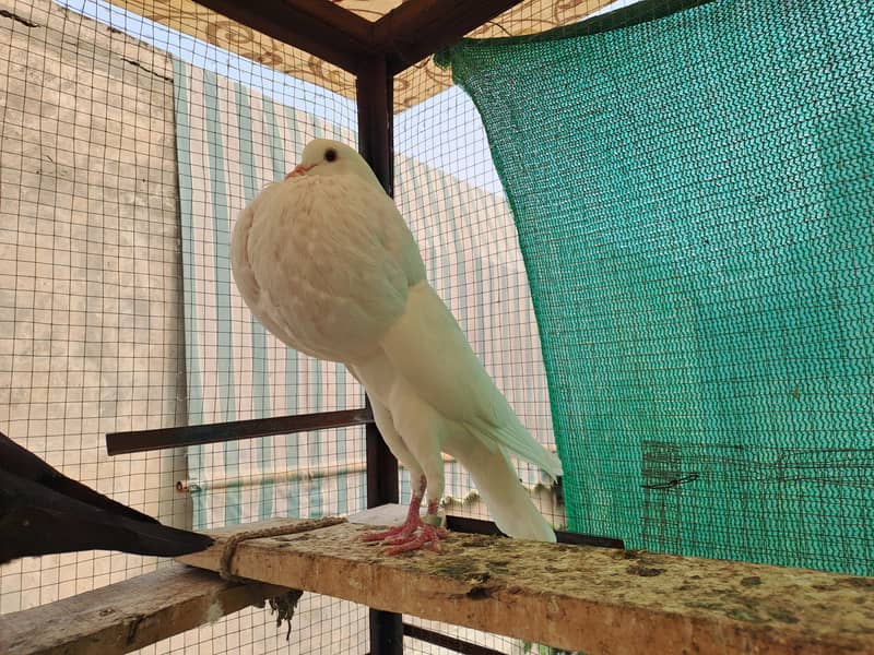 Excellent Quality Fancy pigeons 1