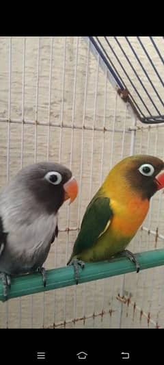 2 breeder pair love bird with egg for sale total piece 4