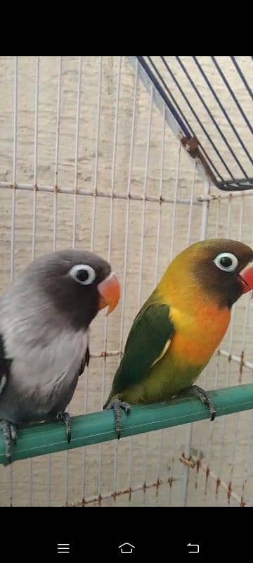 2 breeder pair love bird with egg for sale total piece 4 0