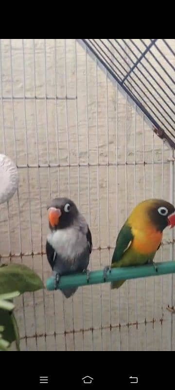 2 breeder pair love bird with egg for sale total piece 4 1