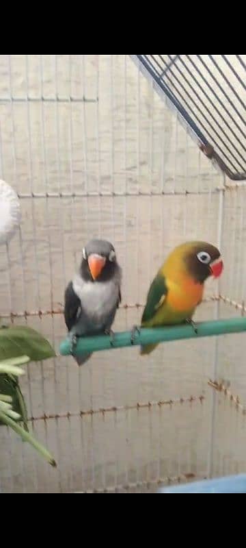 2 breeder pair love bird with egg for sale total piece 4 2