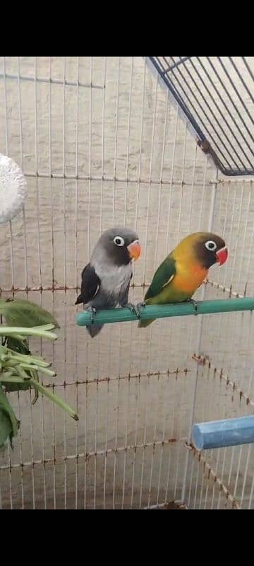 2 breeder pair love bird with egg for sale total piece 4 3