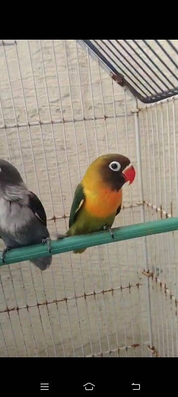 2 breeder pair love bird with egg for sale total piece 4 4