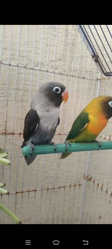 2 breeder pair love bird with egg for sale total piece 4 5