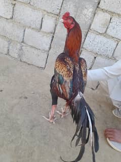 Top Quality Qandhari aseel breeder. . . .