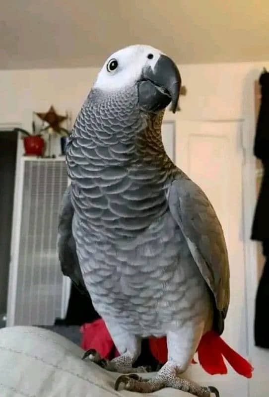 Cango gray parrot for sale 0