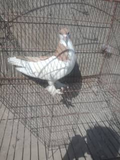 kabtoor for sale full mast male ha