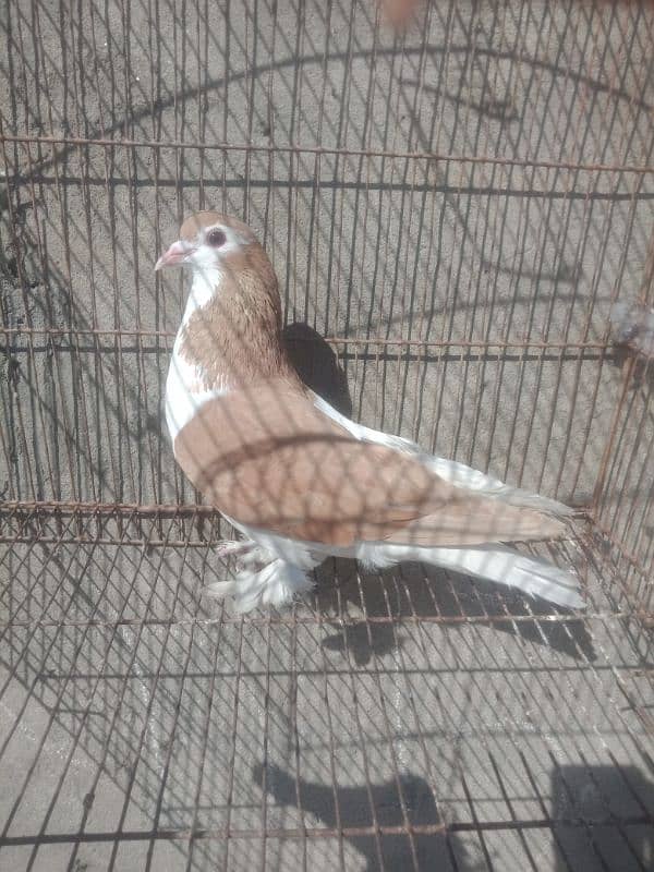 kabtoor for sale full mast male ha 1