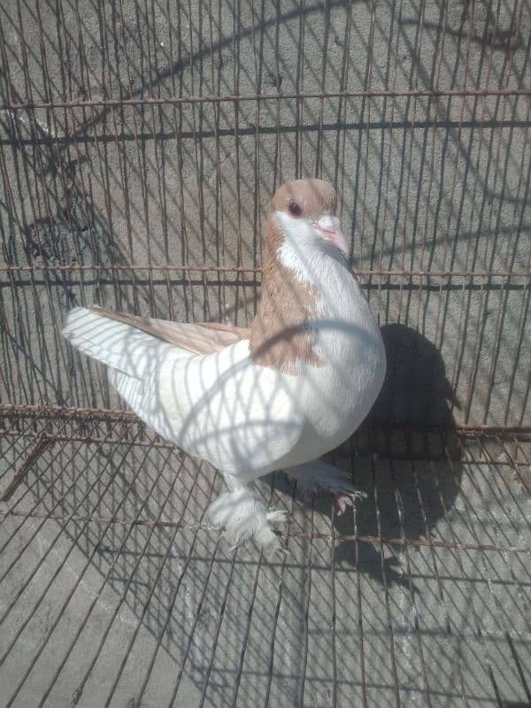 kabtoor for sale full mast male ha 2