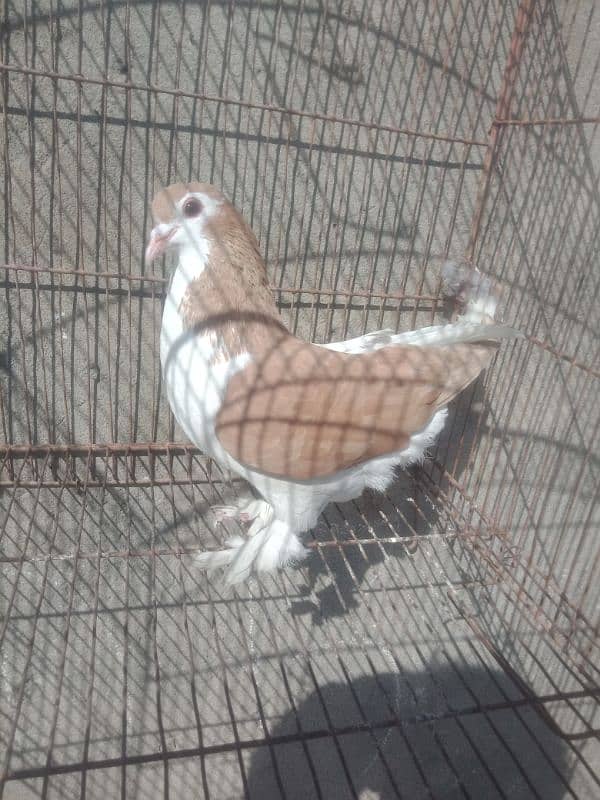 kabtoor for sale full mast male ha 3