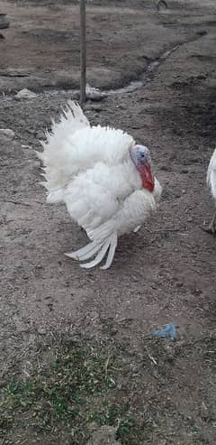 Turkey Male