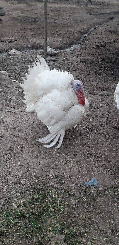 Turkey Male 0