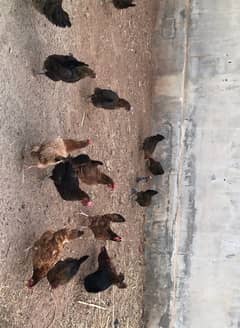 hens for sale