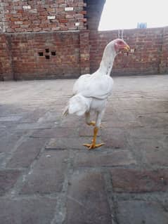 Pure white high quality Heera Aseel 4 chiks available for sale