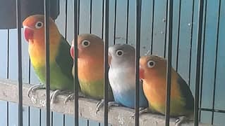 Love bird chicks and adult pair