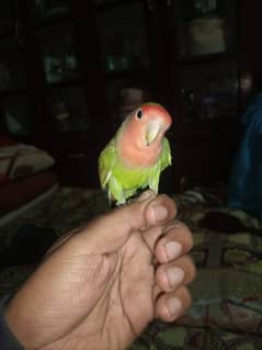 0 bite lovebird