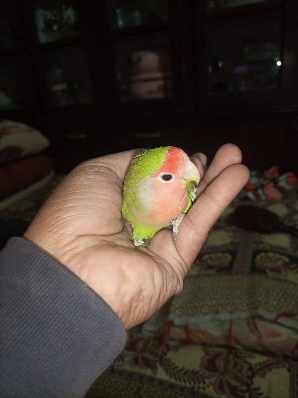 0 bite lovebird 1