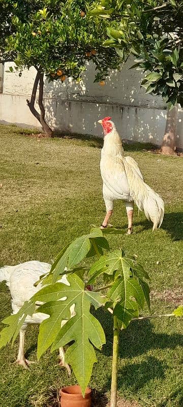 white aseel pair for sale 3