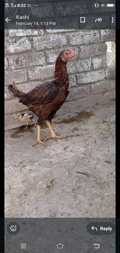 Aseel hen with chick