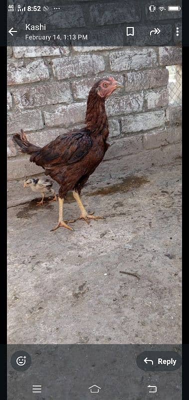 Aseel hen with chick 0