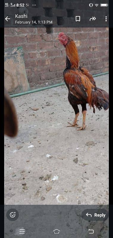 Aseel hen with chick 1