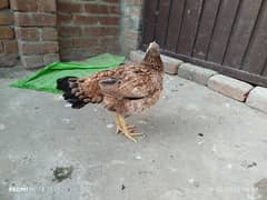 broody/kurak hen for sale