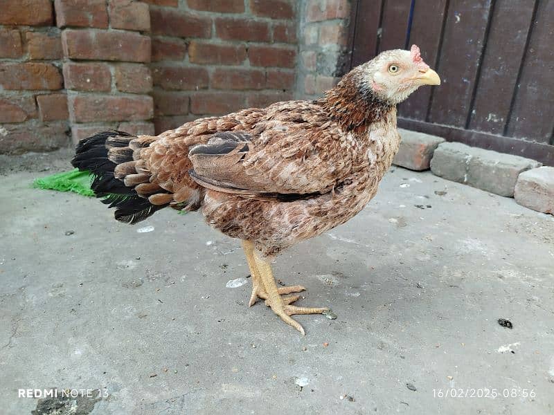 broody/kurak hen for sale 1