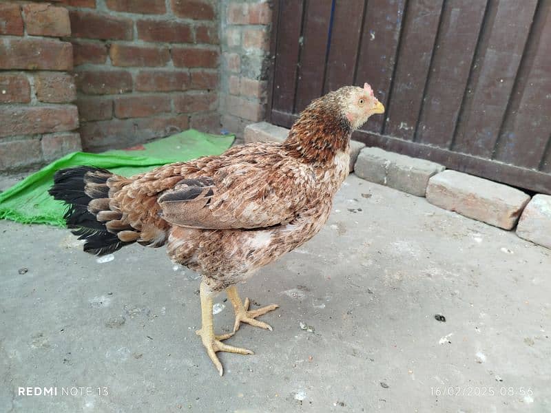 broody/kurak hen for sale 2