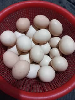 Aseel Egg for sell