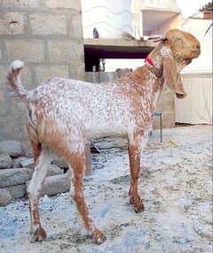 Pure Makha Cheene Bakra Andu