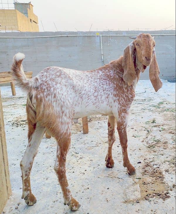 Pure Makha Cheene Bakra Andu 3