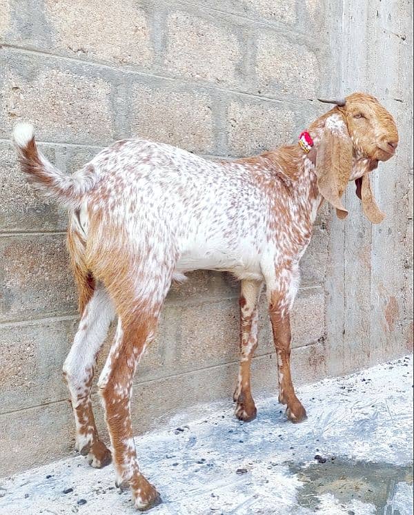 Pure Makha Cheene Bakra Andu 5